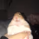 BAD HAMSTER