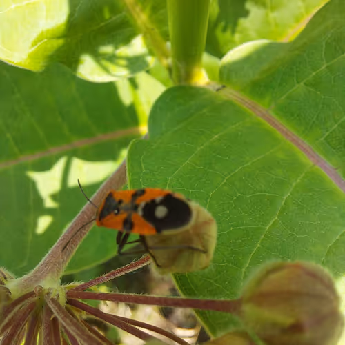 Beautiful Nature Photo Collection (BNPC)