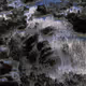 Virga