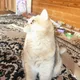 Pikachu cat
