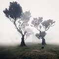 leave me alone in Fog with the Trees 