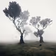 The Fog Forest Collection - old