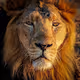 Faces of Wild