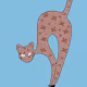 Acrobat Kitty