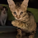 World of Pearl Milk Tea - Real Cat Photo (Special Edition)