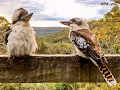 The Kooka Brothers Collection - old