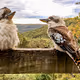 The Kooka Brothers Collection - old