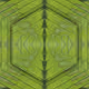 LazLabs Aberrations Vol. 1 Botanical Bizzaria - old
