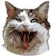 ExtremeHyperActiveCat