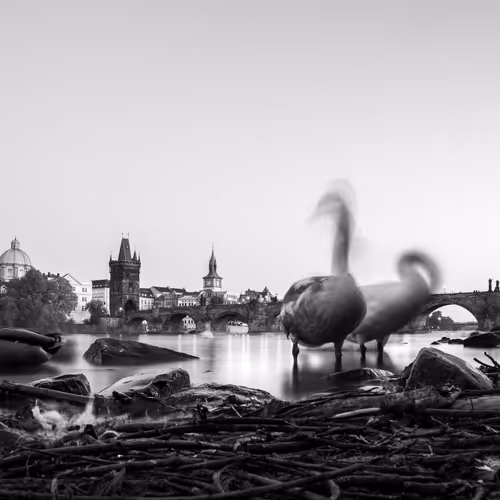 Diana Junakovic Editions