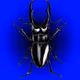 CryptoBeetles V2