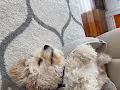 bored chip