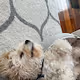 bored chip