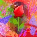 Rare Roses