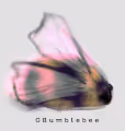 GBumblebee Collection