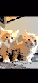 Crypto Kitten Collective - old