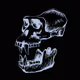 Test biggorilla