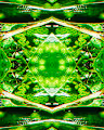 Plantae illusion