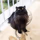 cats-natural beauty