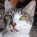 Bobo the Cat