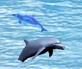 DolphinsNFT