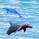 DolphinsNFT