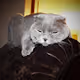 Dabool The Scottish Fold