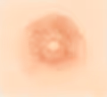 Nippz