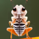 Bugz Hall
