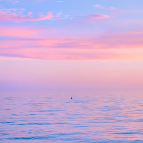 Pastel Papi - Charity Open Edition - Sunsets in Paradise