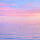 Pastel Papi - Charity Open Edition - Sunsets in Paradise
