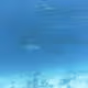 THE BARRIER REEF