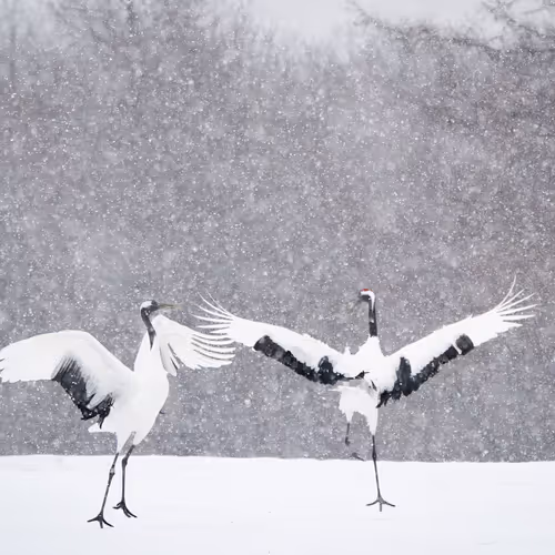 Michael Yamashita Editions