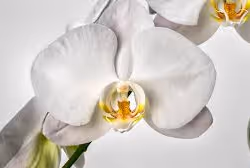 アイテム メディア プレースホルダー