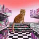 Bodega Cat Club