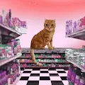 Bodega Cat Club