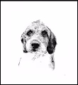 TRENDY DOGY - old