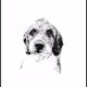 TRENDY DOGY - old
