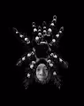 the great magician tarantula - old