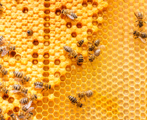 NFT Sustainability Project