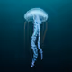 Jellyfish - Aquarium de Paris x Metaseum