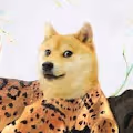 Dogeverse Collection