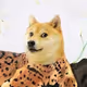 Dogeverse Collection