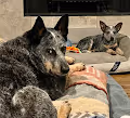 Sasha & Cooper - old