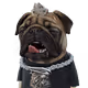 PRIVATE PUGS CLUB - OGs COLLECTION (OLD COLLECTION)