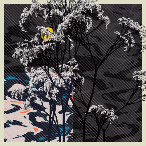 Fenestra by Rob Scalera