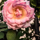 SweetSpot Photography