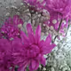 Perspectiveflower - old