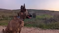 Liberman Dogs