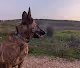 Liberman Dogs